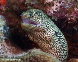 Goldentail Moray Eel in Bonaire, shot with an Olympus E52... by Susan Beerman 